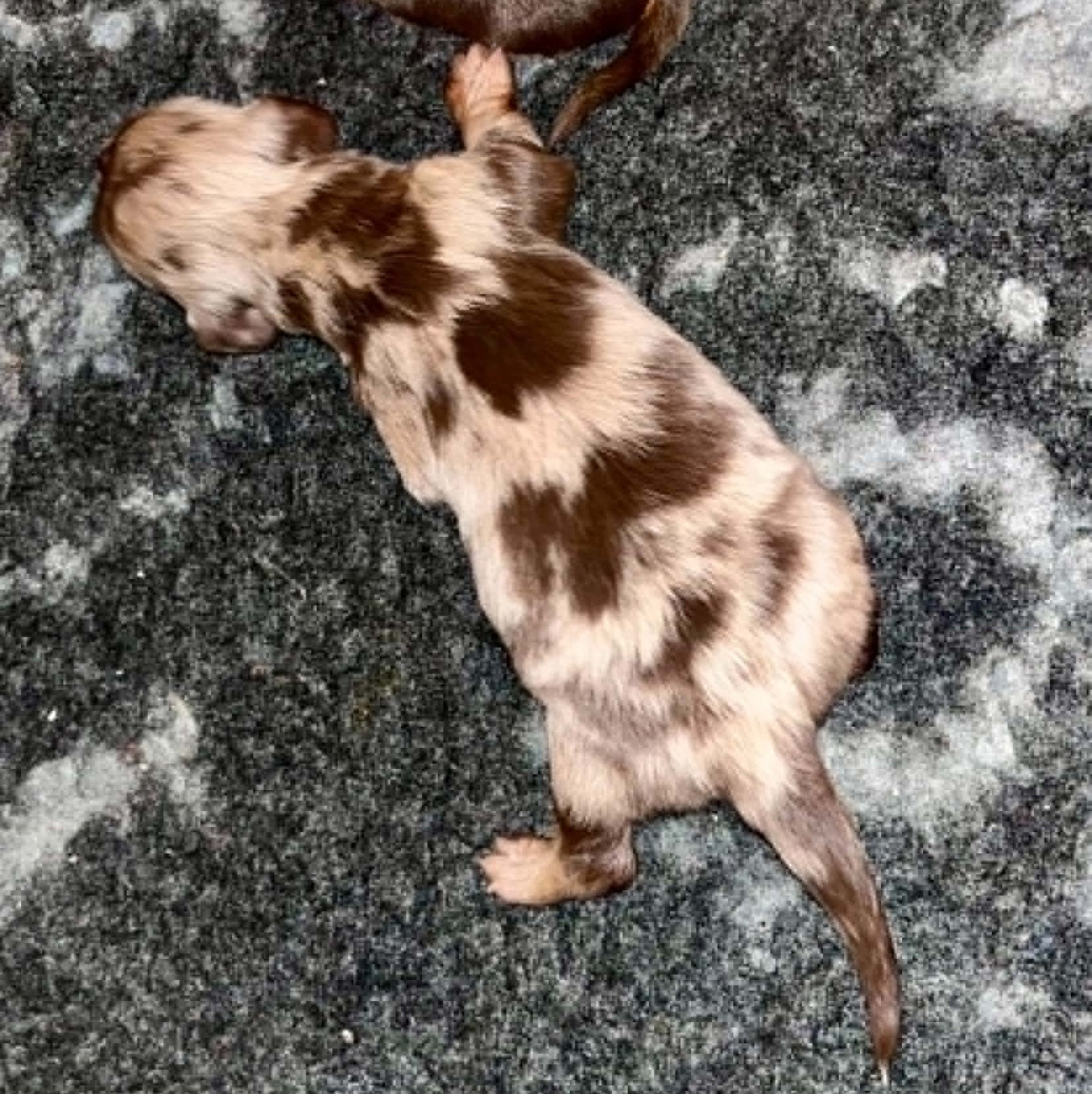 Chiot Teckel poil long De Tetiaroa