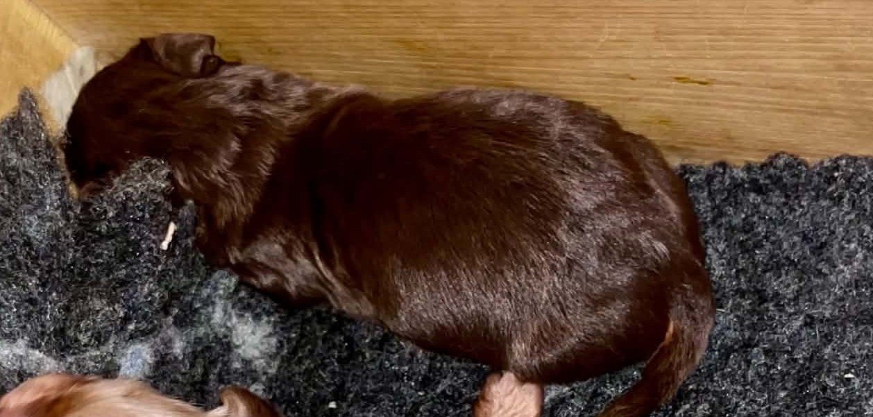 De Tetiaroa - Chiots disponibles - Teckel poil long