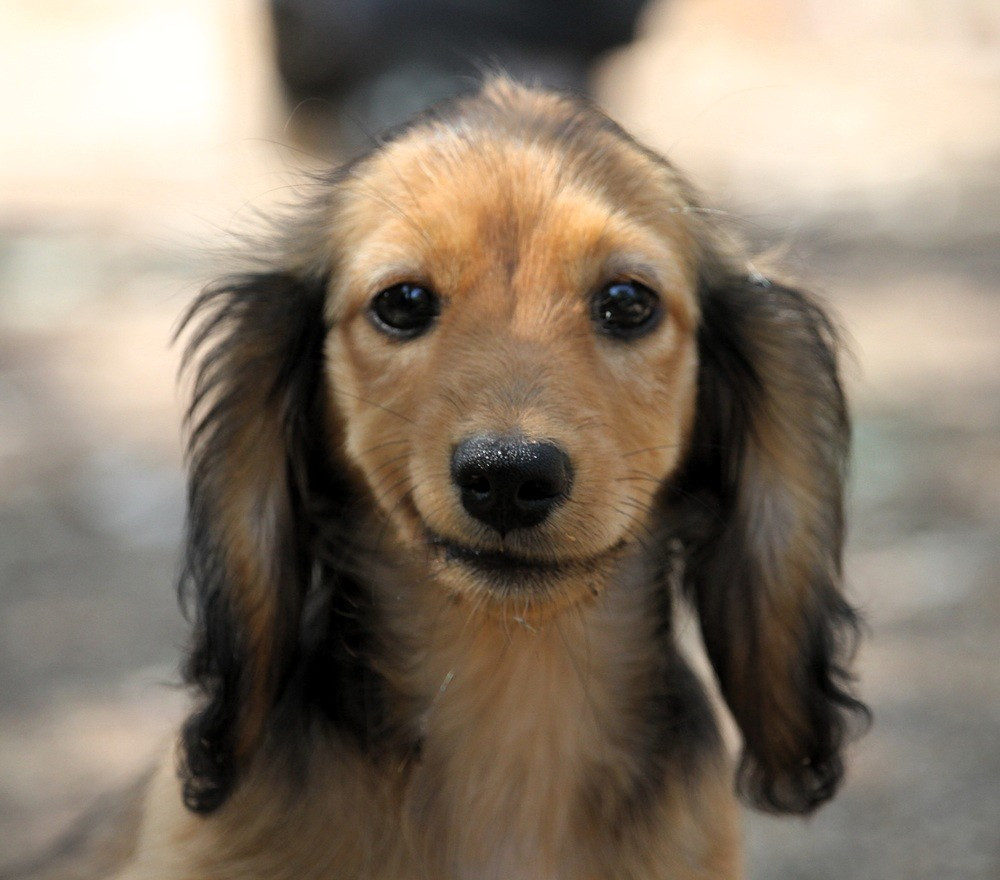 De Tetiaroa - Chiots disponibles - Teckel poil long