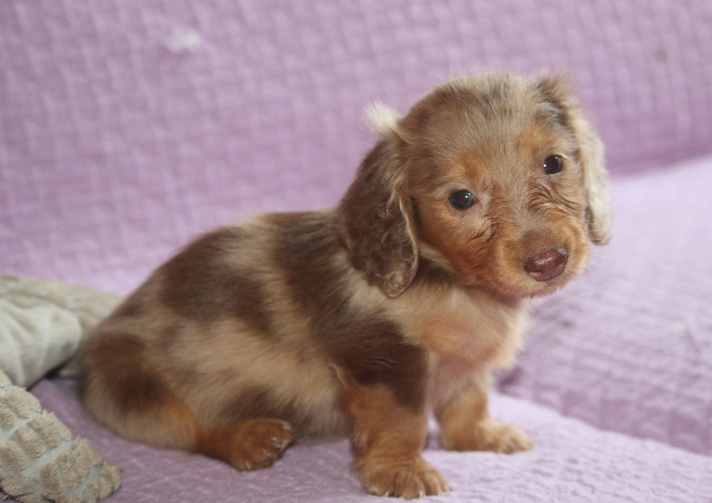 De Tetiaroa - Chiots disponibles - Teckel poil long