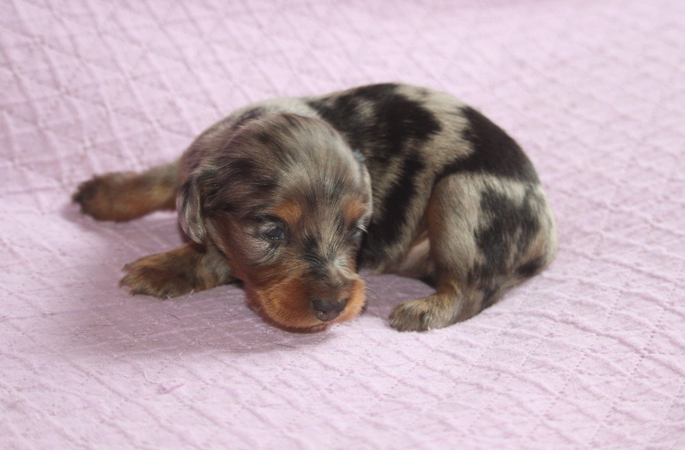 De Tetiaroa - Chiots disponibles - Teckel poil long