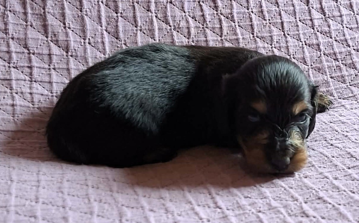De Tetiaroa - Chiots disponibles - Teckel poil long