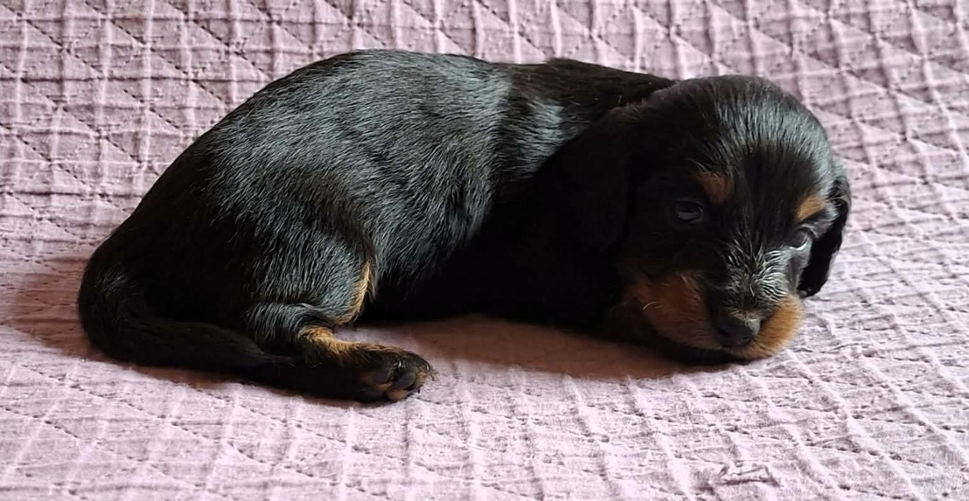 De Tetiaroa - Chiots disponibles - Teckel poil long