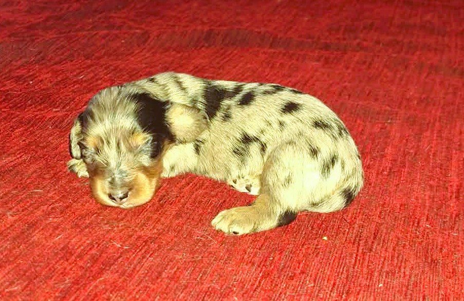 De Tetiaroa - Chiots disponibles - Teckel poil long