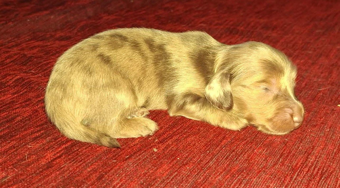 De Tetiaroa - Chiots disponibles - Teckel poil long
