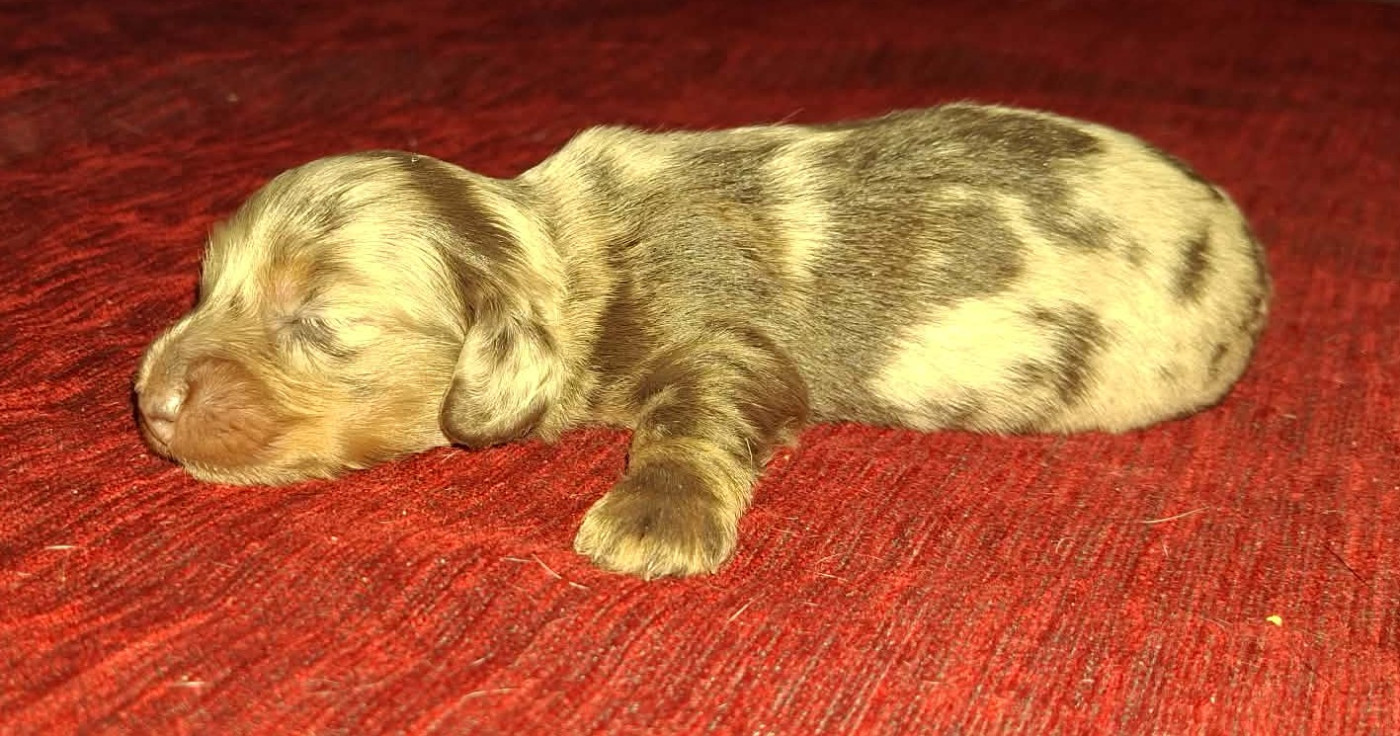 De Tetiaroa - Chiots disponibles - Teckel poil long