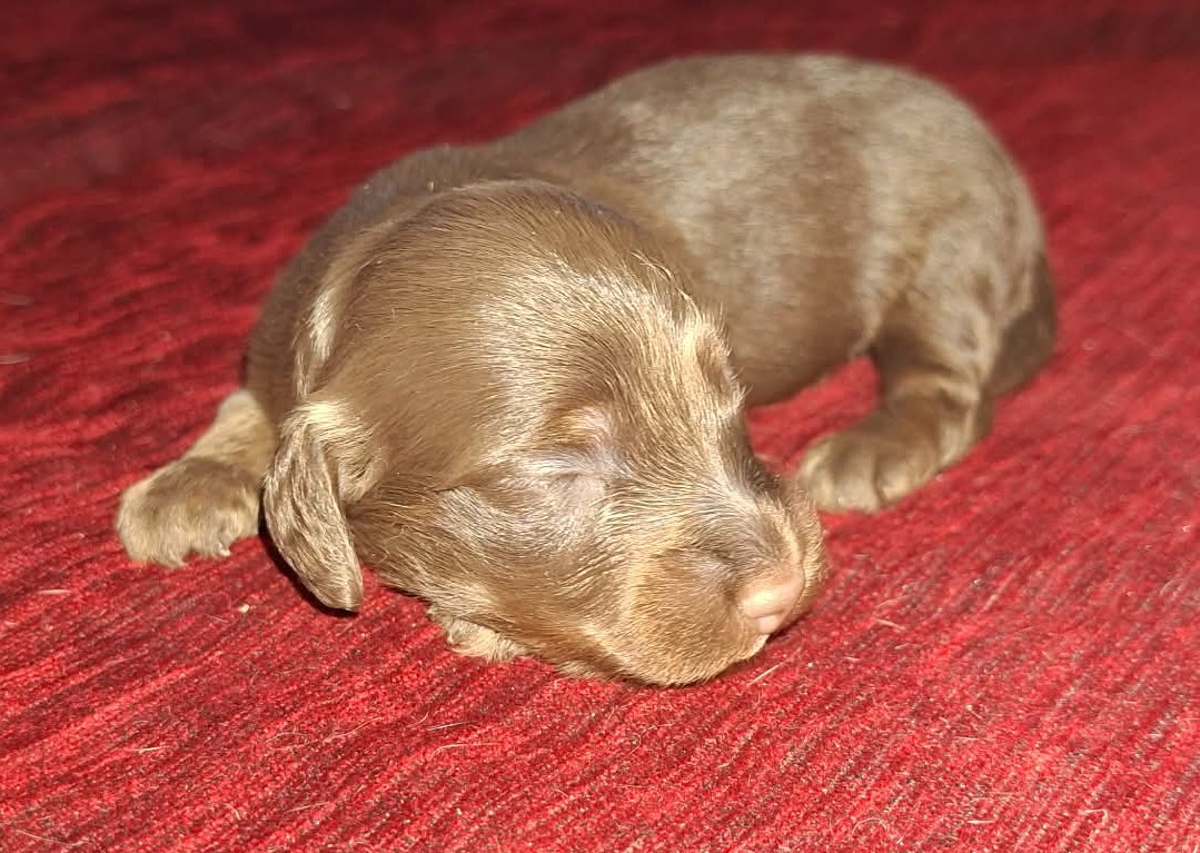 De Tetiaroa - Chiots disponibles - Teckel poil long