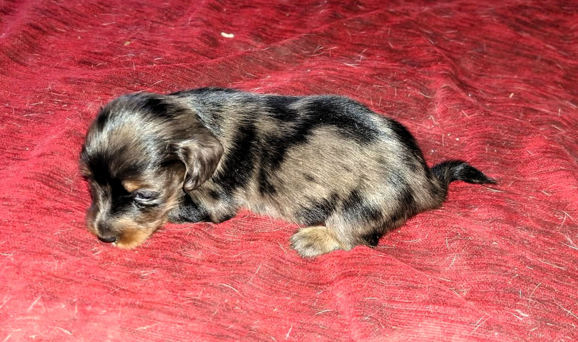 Chiot Teckel poil long De Tetiaroa
