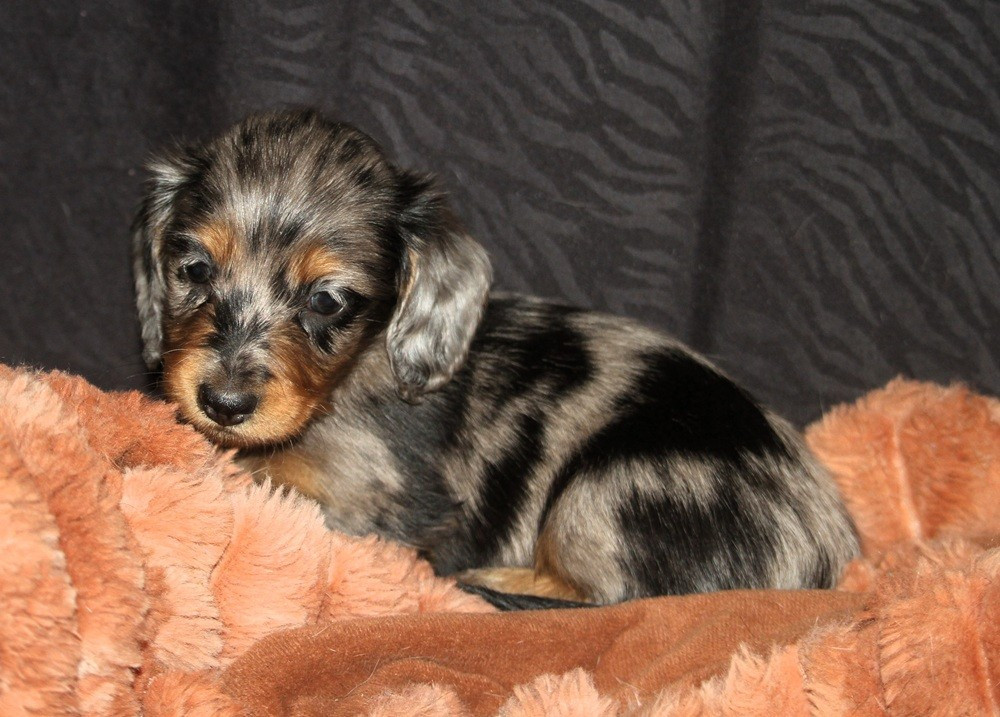 De Tetiaroa - Chiots disponibles - Teckel poil long