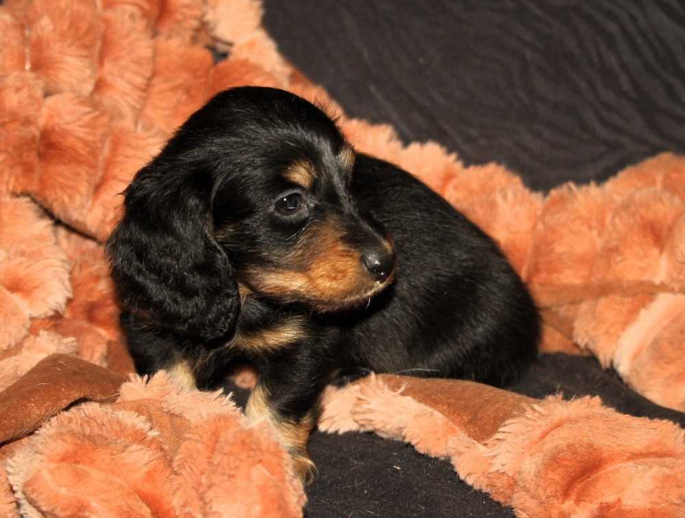 De Tetiaroa - Chiots disponibles - Teckel poil long