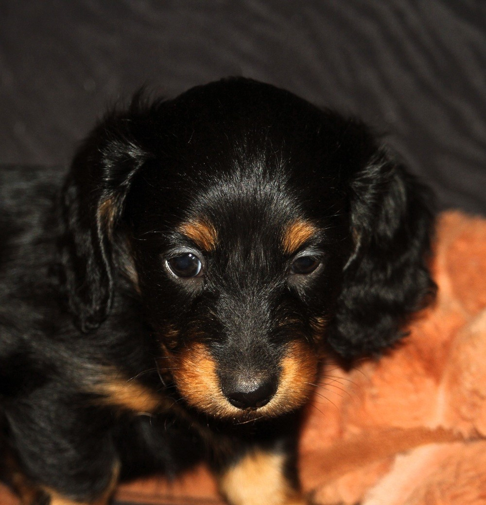 De Tetiaroa - Chiots disponibles - Teckel poil long