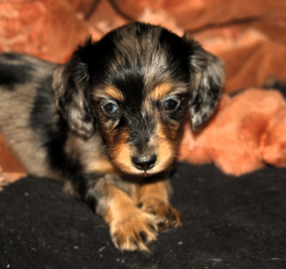 De Tetiaroa - Chiots disponibles - Teckel poil long