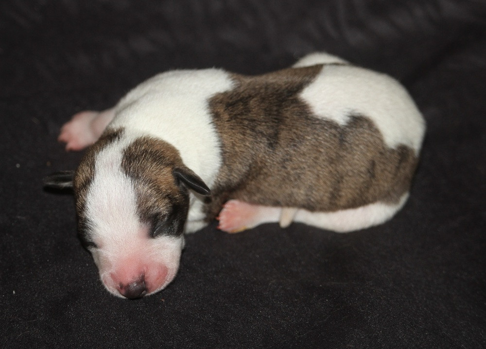 Chiot Whippet De Tetiaroa