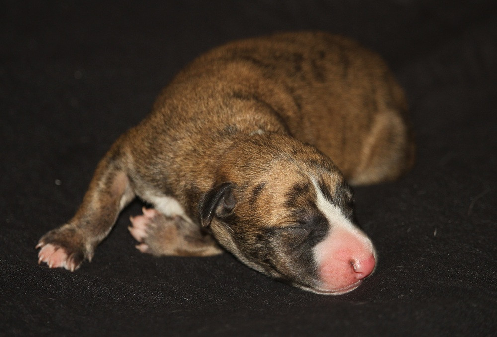 De Tetiaroa - Chiots disponibles - Whippet