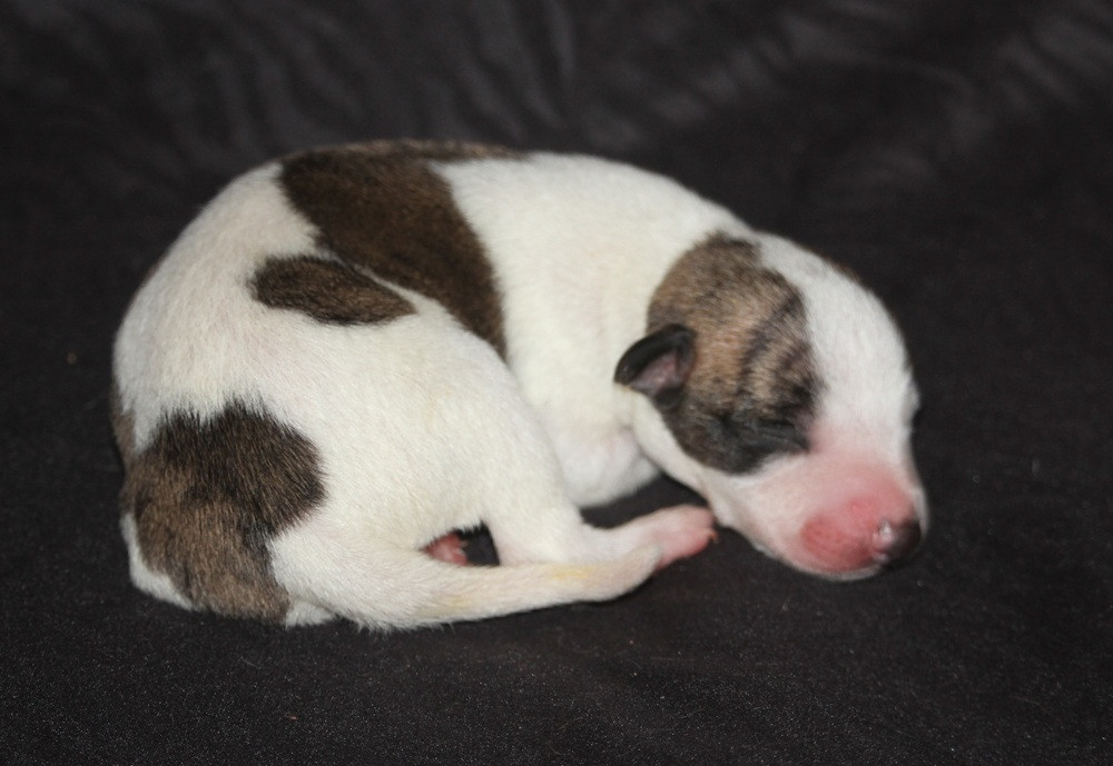 De Tetiaroa - Chiots disponibles - Whippet
