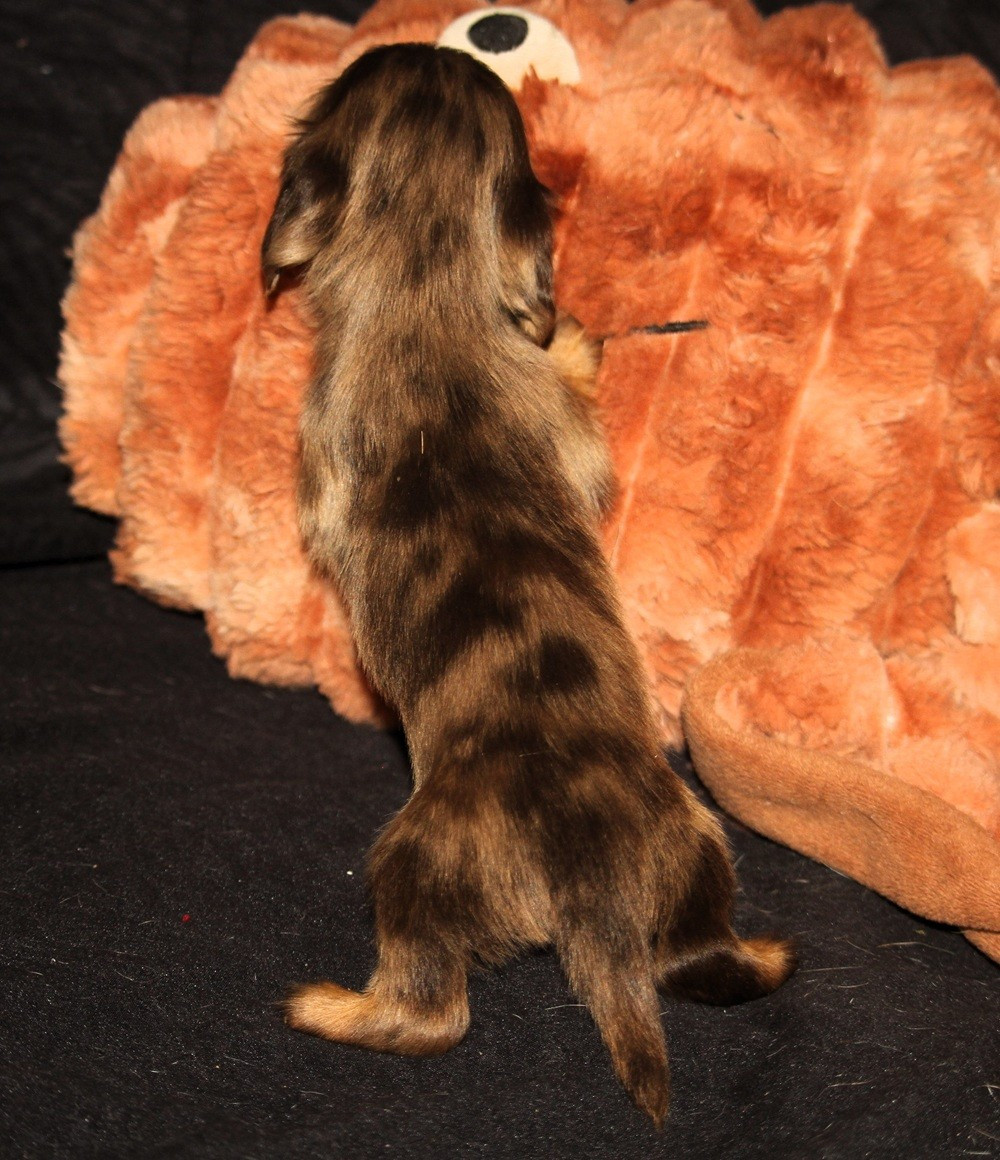 De Tetiaroa - Chiots disponibles - Teckel poil long
