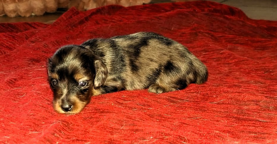 De Tetiaroa - Chiots disponibles - Teckel poil long