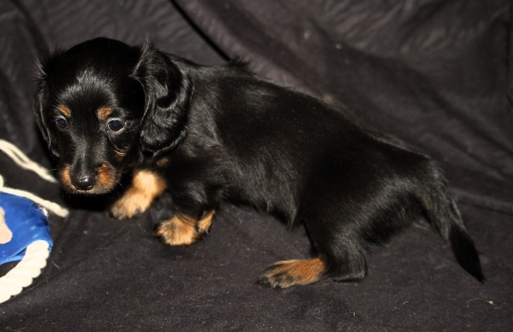 De Tetiaroa - Chiots disponibles - Teckel poil long