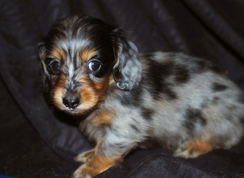 De Tetiaroa - Chiots disponibles - Teckel poil long
