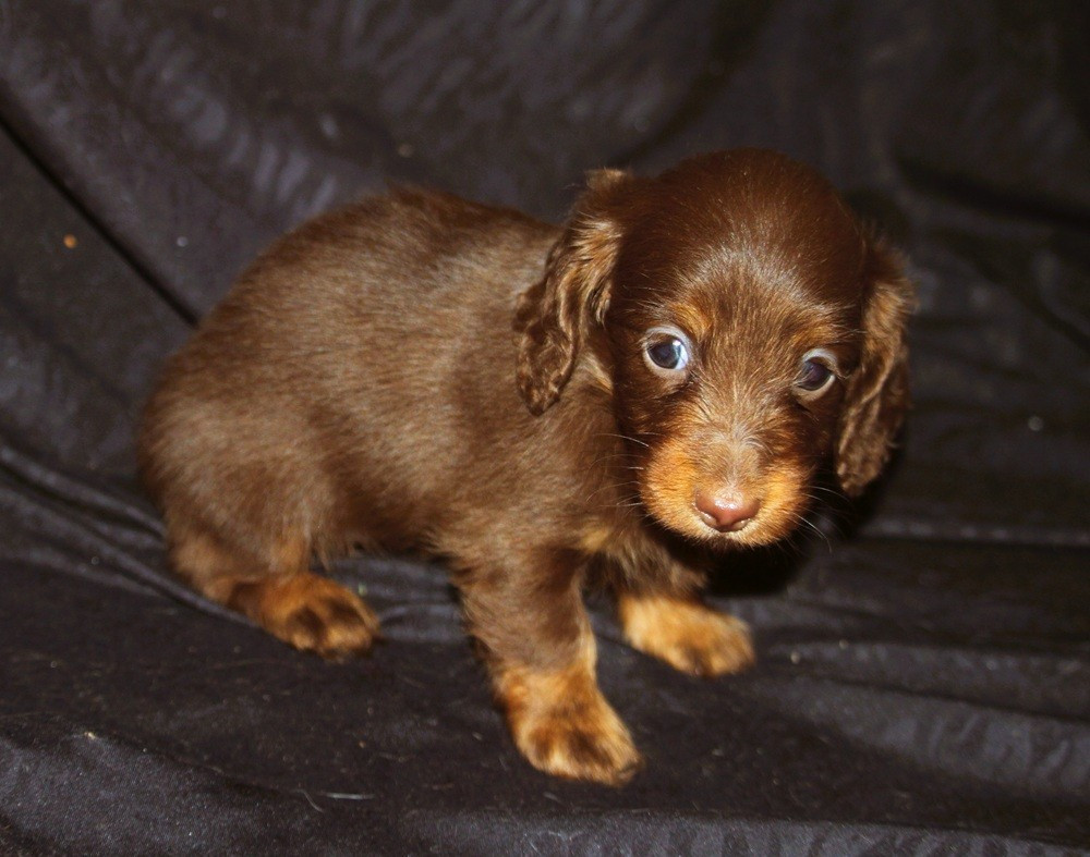 De Tetiaroa - Chiots disponibles - Teckel poil long