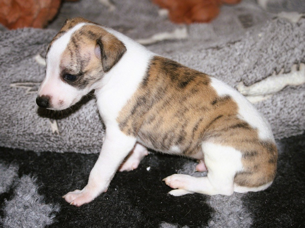 De Tetiaroa - Chiots disponibles - Whippet