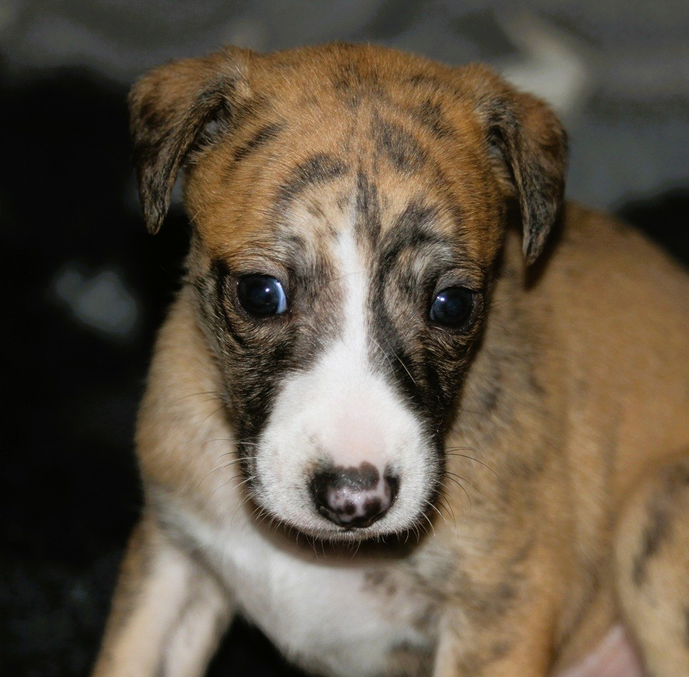 De Tetiaroa - Chiots disponibles - Whippet