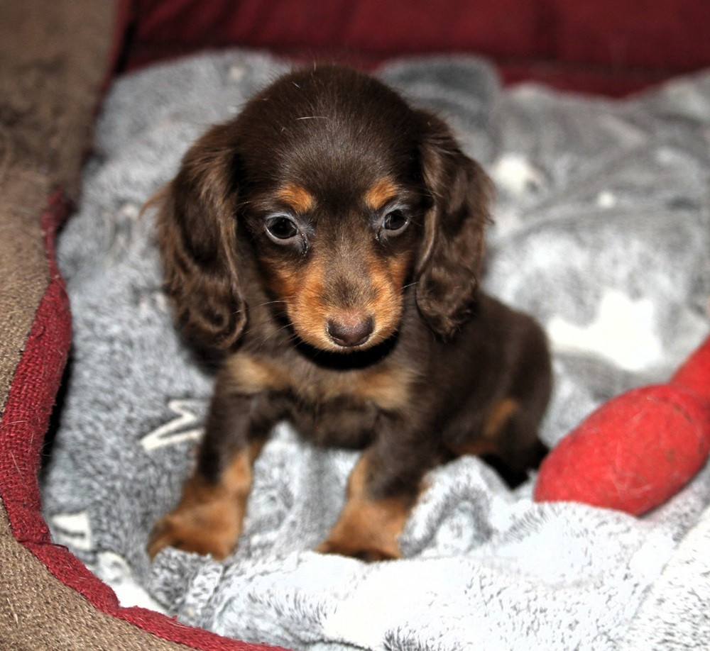 De Tetiaroa - Chiots disponibles - Teckel poil long