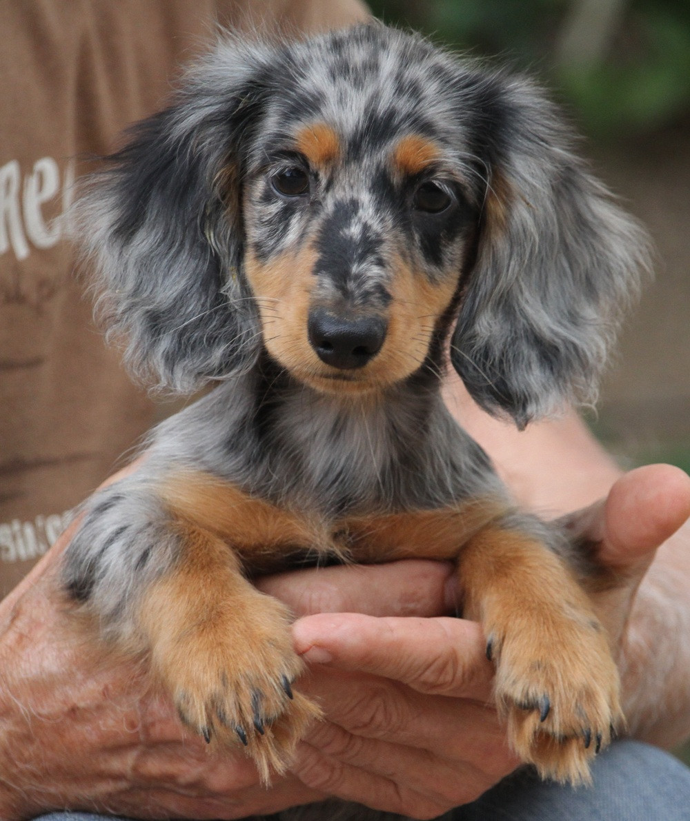 De Tetiaroa - Chiots disponibles - Teckel poil long