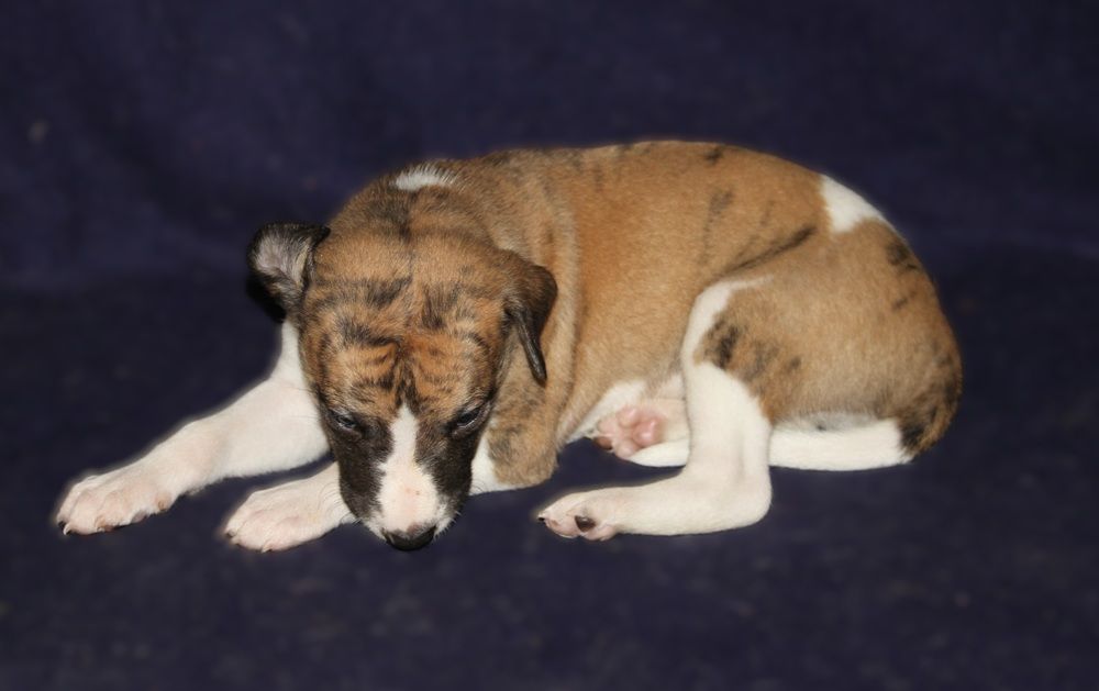 De Tetiaroa - Chiots disponibles - Whippet