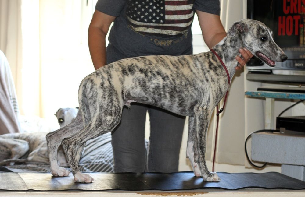 De Tetiaroa - Chiots disponibles - Whippet