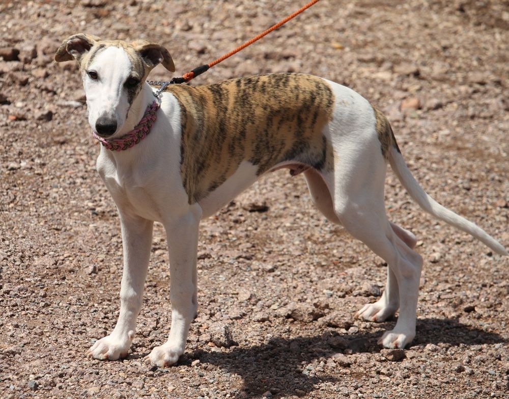 De Tetiaroa - Chiots disponibles - Whippet