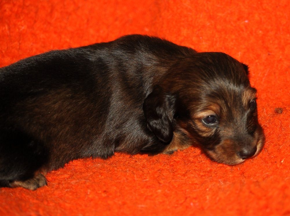 De Tetiaroa - Chiots disponibles - Teckel poil long