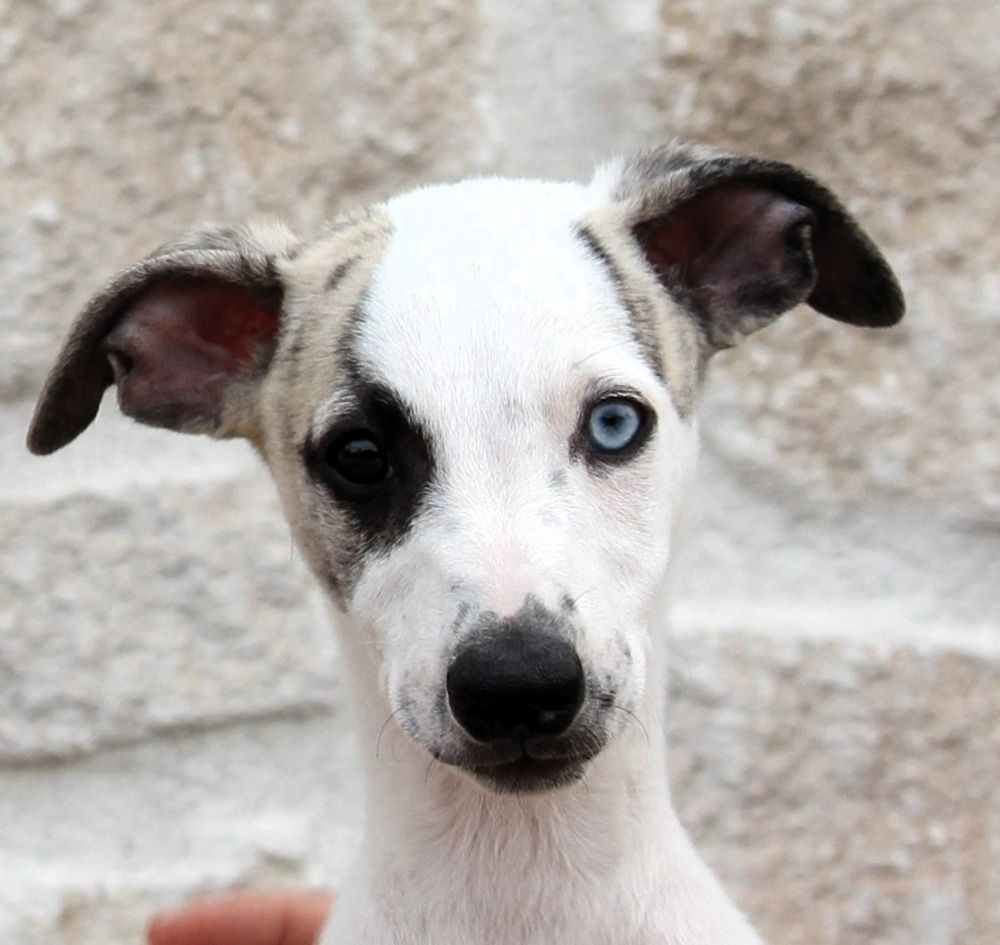 De Tetiaroa - Chiots disponibles - Whippet