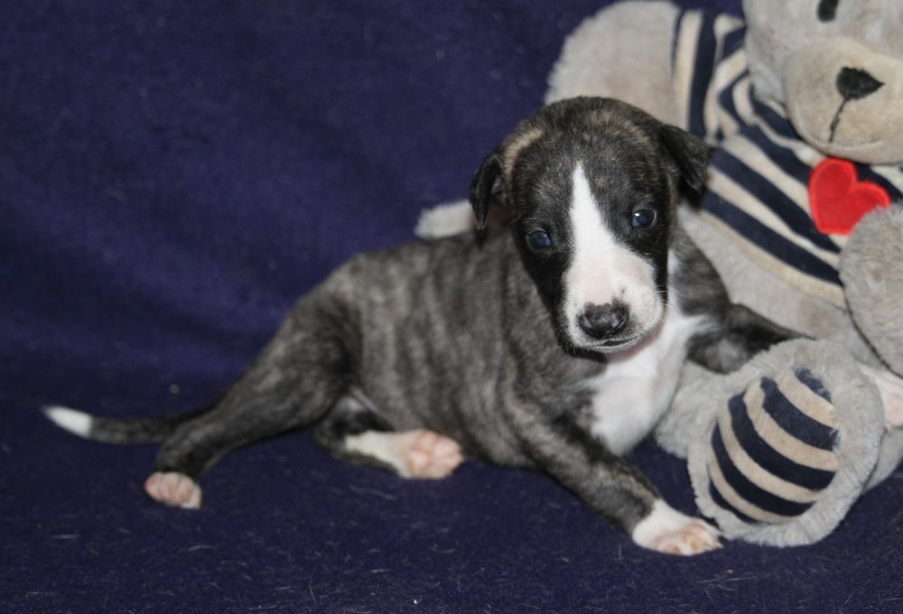 De Tetiaroa - Chiots disponibles - Whippet