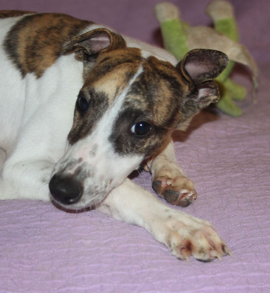 De Tetiaroa - Chiots disponibles - Whippet