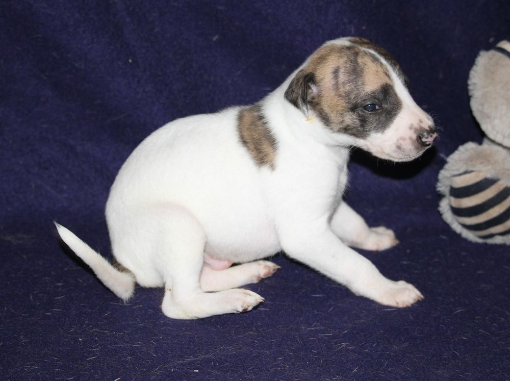 De Tetiaroa - Chiots disponibles - Whippet