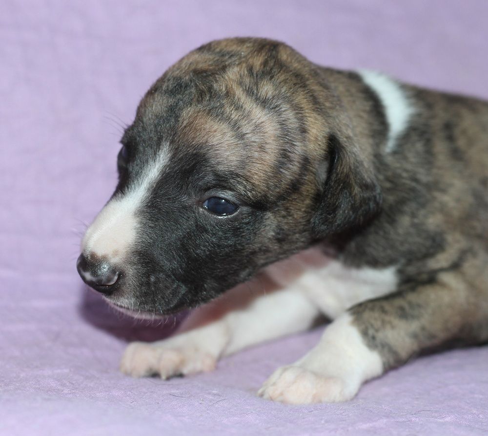 De Tetiaroa - Chiots disponibles - Whippet