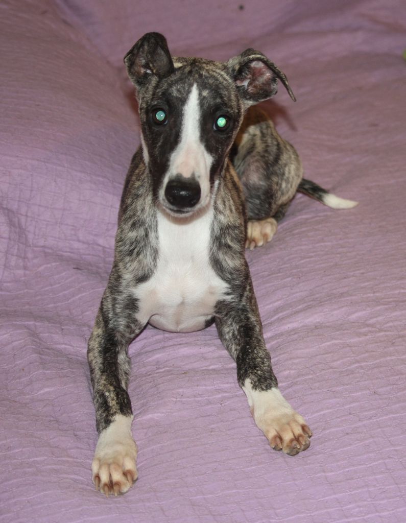 De Tetiaroa - Chiots disponibles - Whippet