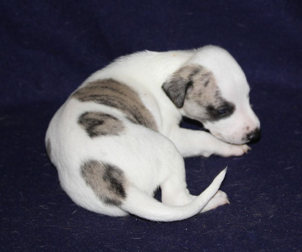 De Tetiaroa - Whippet - Portée née le 02/07/2025