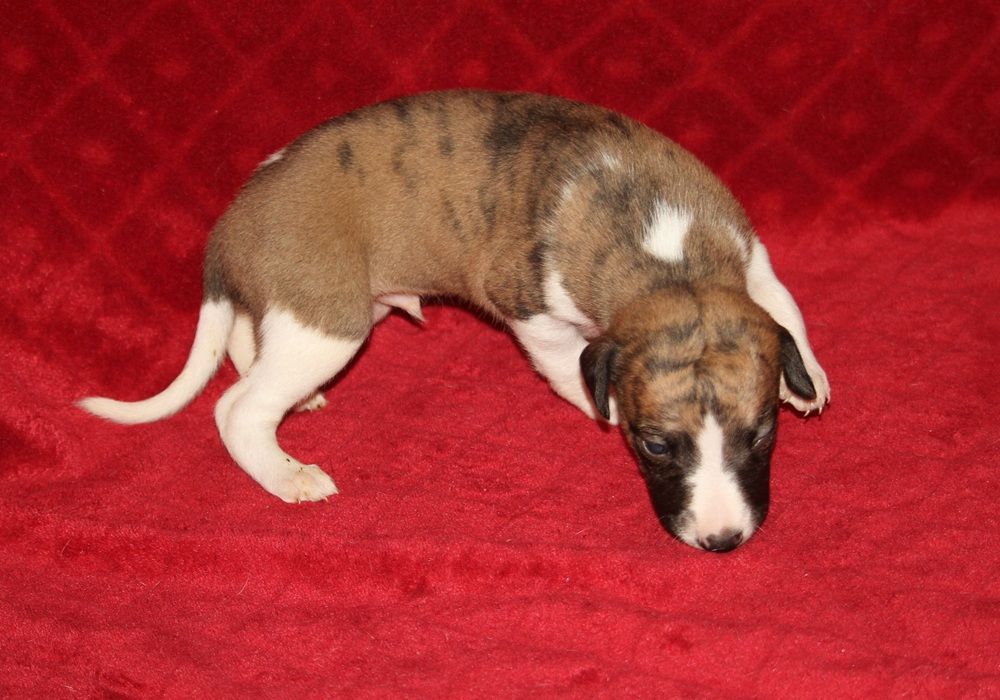 De Tetiaroa - Chiots disponibles - Whippet