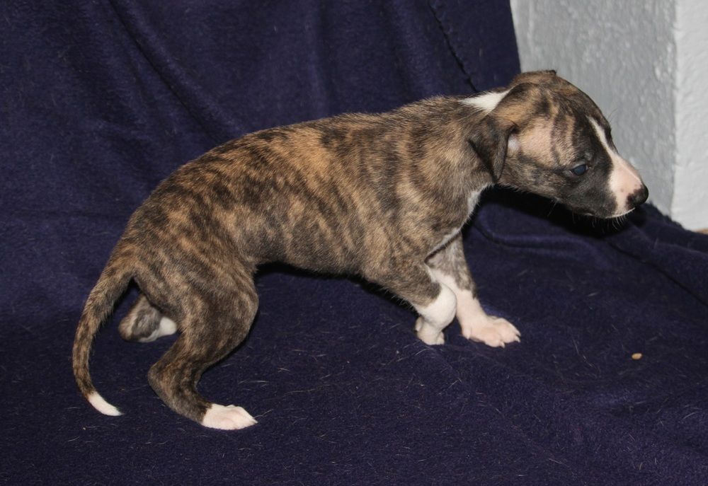 De Tetiaroa - Chiots disponibles - Whippet