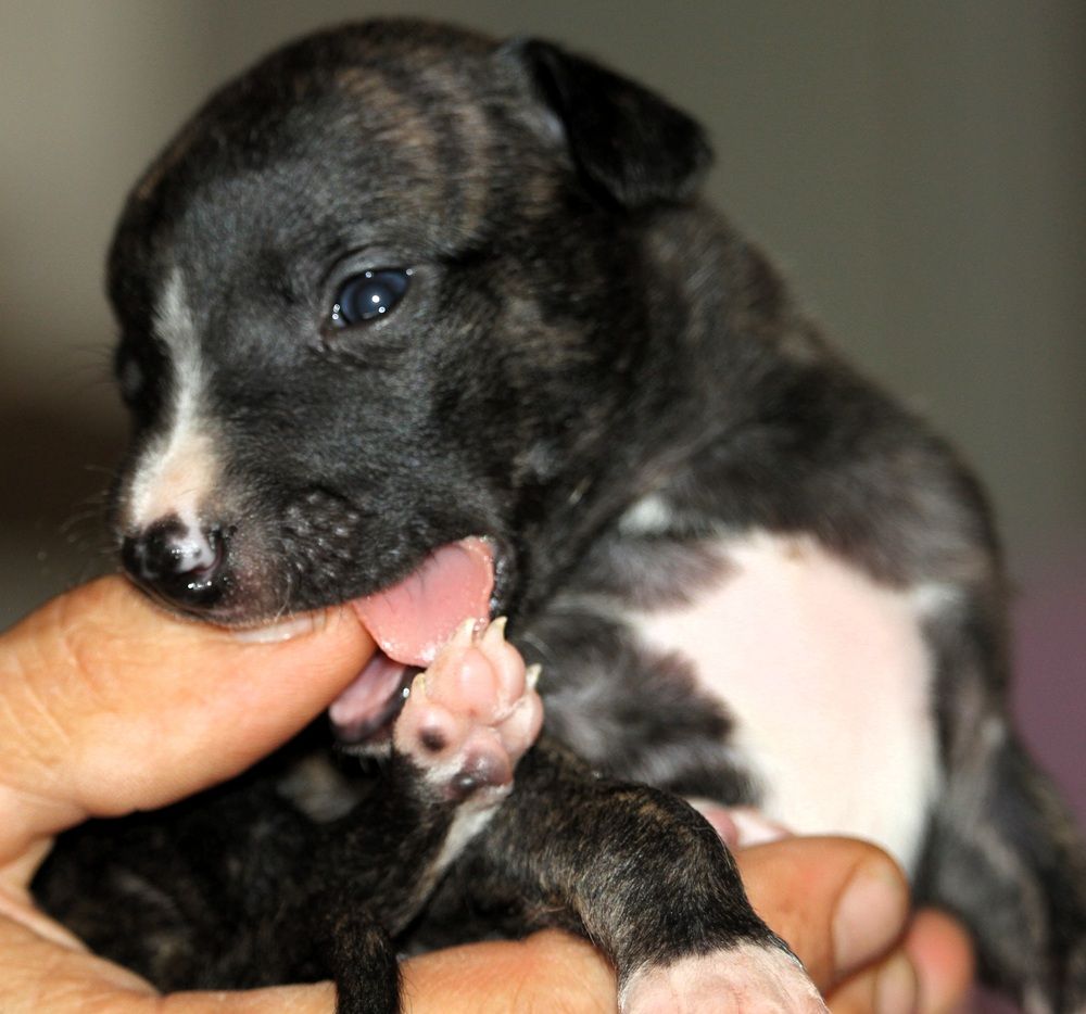 De Tetiaroa - Chiots disponibles - Whippet