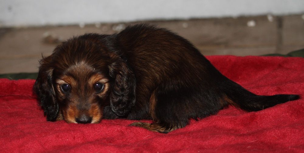 De Tetiaroa - Chiots disponibles - Teckel poil long