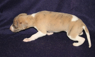 Adaline
