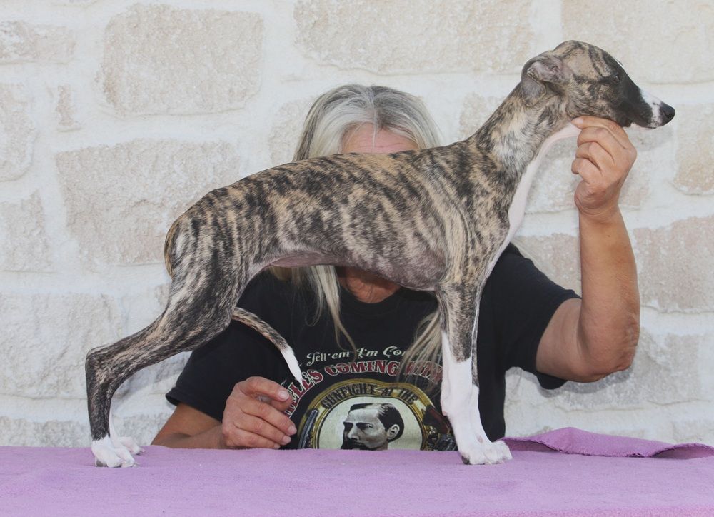 De Tetiaroa - Chiots disponibles - Whippet