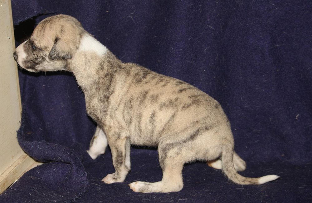 De Tetiaroa - Chiots disponibles - Whippet