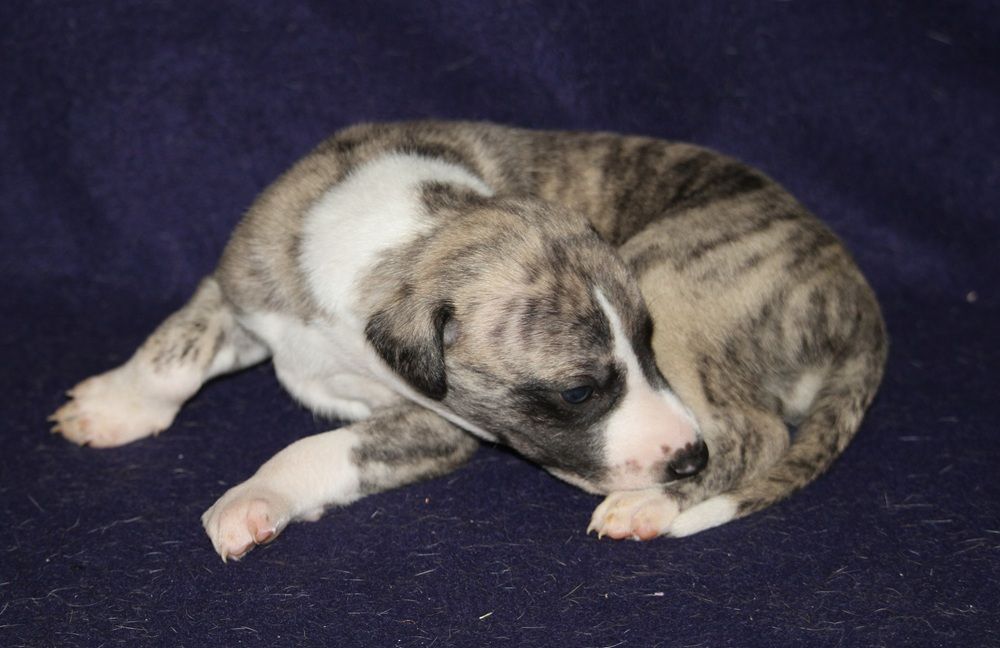 De Tetiaroa - Chiots disponibles - Whippet
