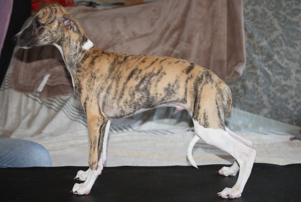 De Tetiaroa - Chiots disponibles - Whippet