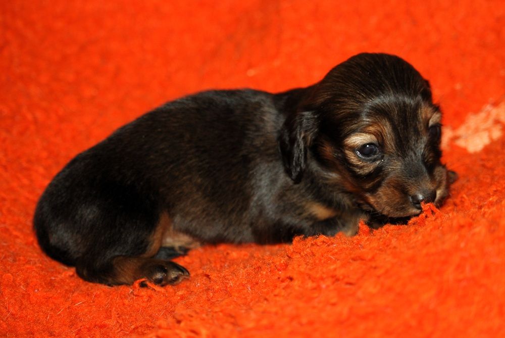 De Tetiaroa - Chiots disponibles - Teckel poil long