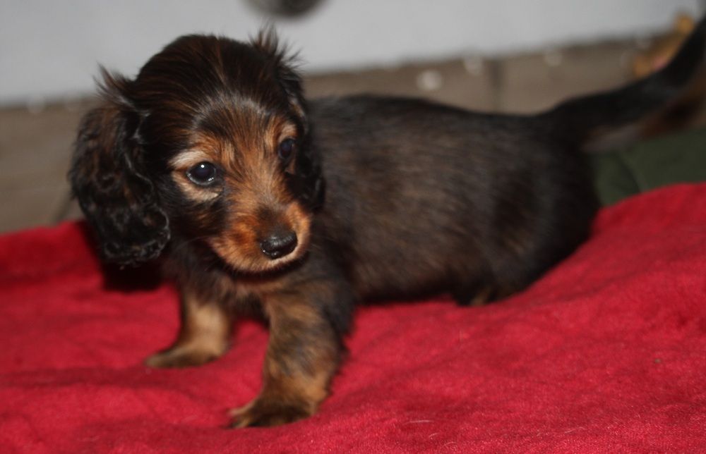 De Tetiaroa - Chiots disponibles - Teckel poil long